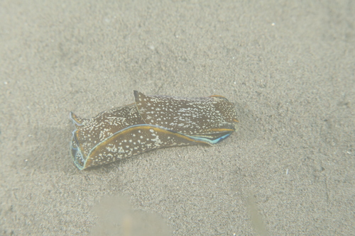 Aglaja charnue