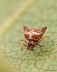 Phoroncidia nicoleti