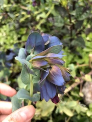 Cerinthe major