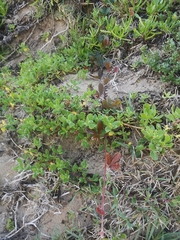 Rhoicissus tridentata tridentata