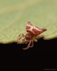 Phoroncidia nicoleti