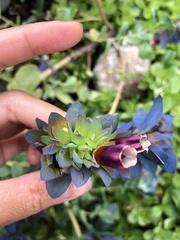 Cerinthe major