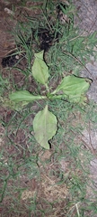Plantago major