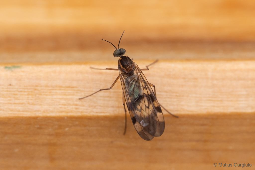 Sylvicola fuscipennis