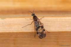 Sylvicola fuscipennis