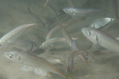 Trachurus trachurus