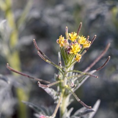 Descurainia adenophora