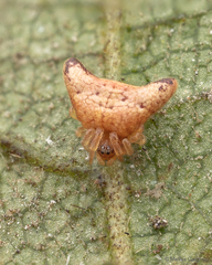 Phoroncidia pennata
