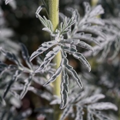 Descurainia adenophora