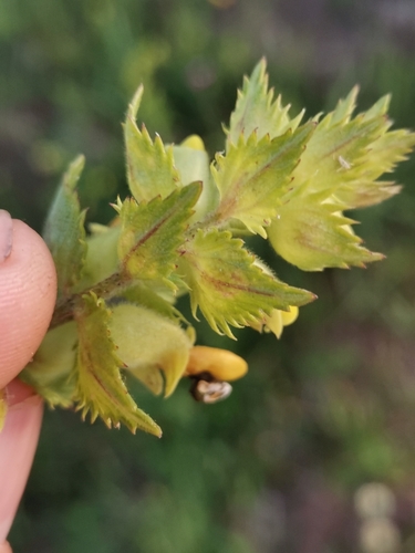 Image of Rhinanthus rumelicus by (c) Ljaž, some rights reserved (CC BY)