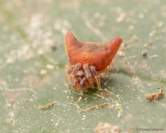 Phoroncidia nicoleti