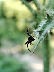Synema globosum
