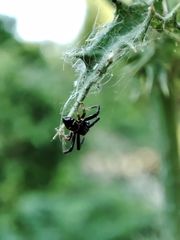 Synema globosum
