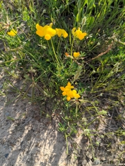 Lotus corniculatus