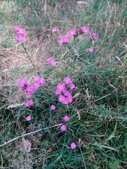 Dianthus seguieri