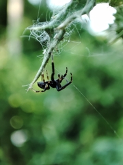 Synema globosum