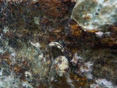 Microlipophrys adriaticus