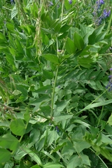 Galega