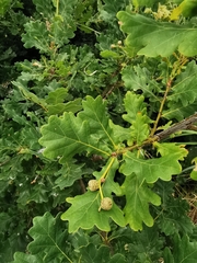 Quercus robur