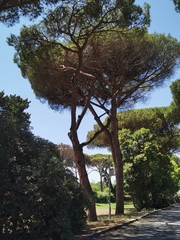 Pinus pinea