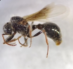 Pogonomyrmex