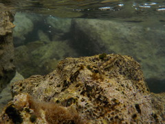 Microlipophrys adriaticus