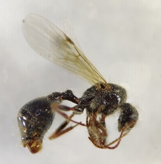 Pogonomyrmex