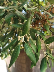 Quercus ilex