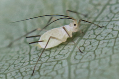 Illinoia liriodendri