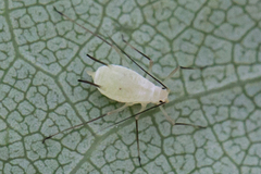 Illinoia liriodendri