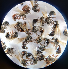 Pogonomyrmex