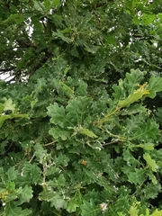 Quercus robur