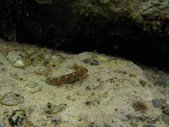 Microlipophrys canevae