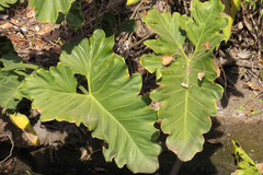 Thaumatophyllum undulatum