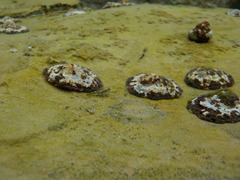 Microlipophrys adriaticus