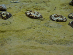 Microlipophrys adriaticus