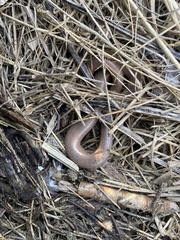 Anguis fragilis