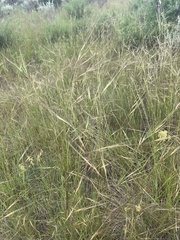 Hesperostipa comata