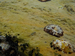 Microlipophrys adriaticus