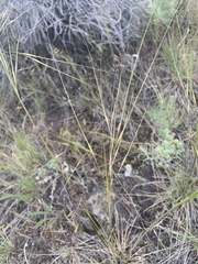 Hesperostipa comata