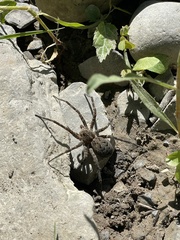 Dolomedes scriptus