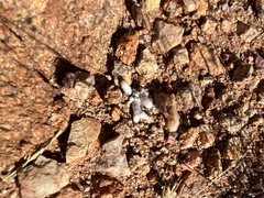 Anacampseros albissima