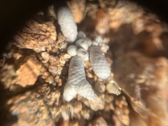 Anacampseros albissima