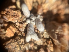 Anacampseros albissima