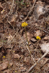 Lonas annua
