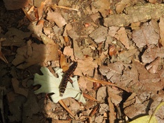 Phengodes laticollis