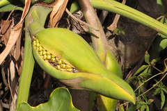 Thaumatophyllum undulatum