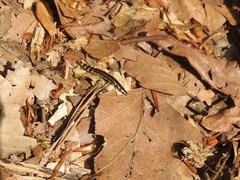 Phengodes laticollis