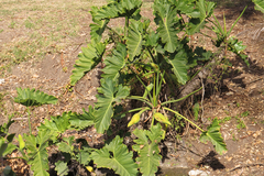 Thaumatophyllum undulatum