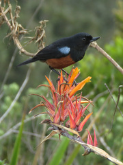 Diglossa gloriosissima